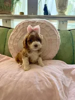 Peaches , a female Cockapoo for sale in Wildomar, CA – Photo 1 of 2