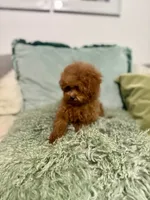 Winston , a male Maltipoo and Poodle - Toy  for sale in Wildomar, CA – 2 of 2