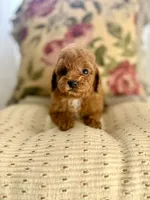 Petal, a female Cockapoo and Poodle - Toy  for sale in Wildomar, CA – 2 of 2