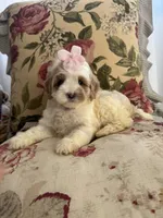 Winnie, a female Cockapoo and Poodle - Miniature  for sale in Wildomar, CA – 2 of 4