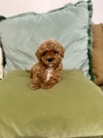 Nash, a male Maltipoo and Poodle - Toy  for sale in Wildomar, CA – 1 of 3