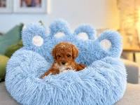 Rue, a male Maltipoo and Poodle - Toy  for sale in Wildomar, CA – 2 of 2
