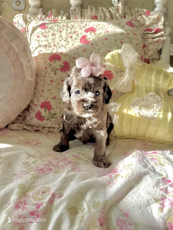 Graylee – Cockapoo puppy for sale in Wildomar, CA