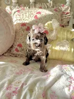 Graylee, a female Cockapoo for sale in Wildomar, CA – 1 of 3