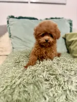 Winston , a male Maltipoo and Poodle - Toy  for sale in Wildomar, CA – 1 of 2