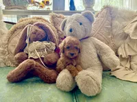 Teddy, a male Maltipoo and Poodle - Toy  for sale in Wildomar, CA – 2 of 2