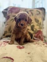 Rocco , a male Maltipoo for sale in Wildomar, CA – 4 of 4