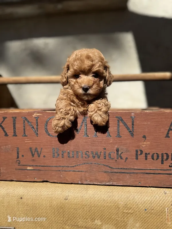 Teddy – Maltipoo, Poodle - Toy  puppy for sale in Wildomar, CA
