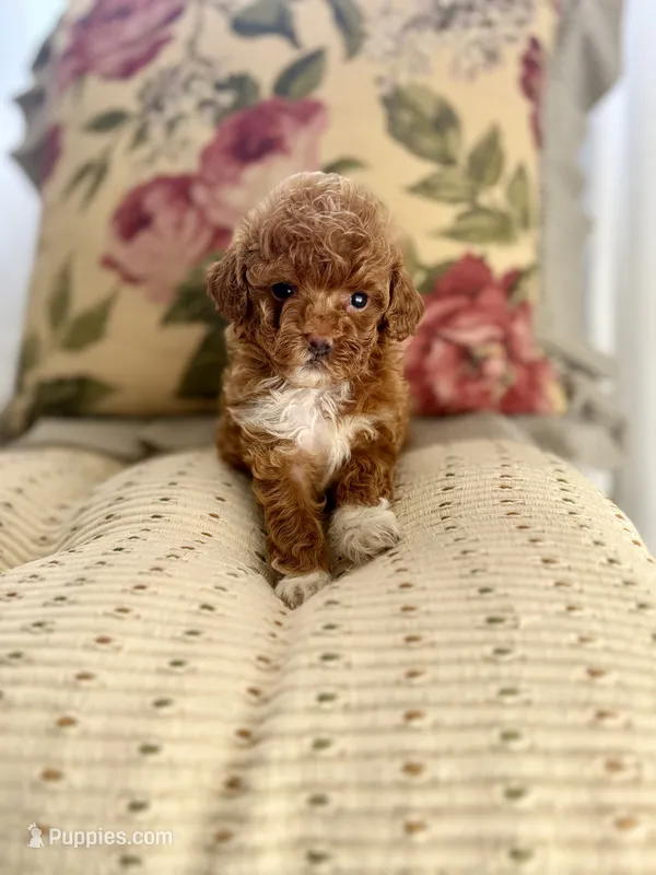 Posie – Cockapoo, Poodle - Toy  puppy for sale in Wildomar, CA