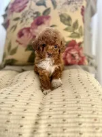 Posie, a female Cockapoo and Poodle - Toy  for sale in Wildomar, CA – 1 of 2