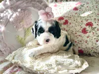 Whimsy , a female Cockapoo for sale in Wildomar, CA – 2 of 2