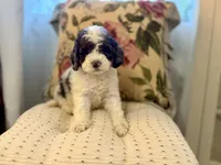 Hazel, a female Cockapoo and Poodle - Toy  for sale in Wildomar, CA – 1 of 2