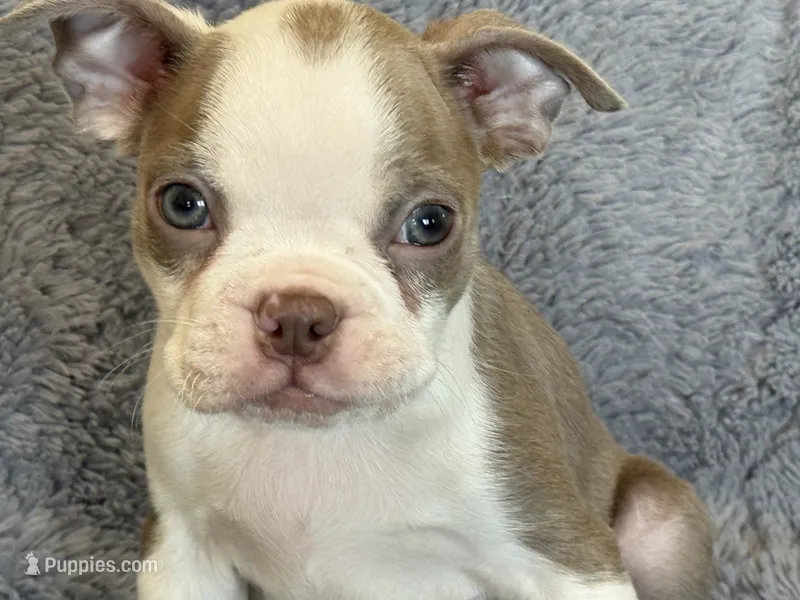 Lilac  boy – Boston Terrier puppy for sale in Oroville, CA