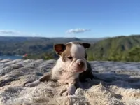 Chocolate girl, a female Boston Terrier for sale in Oroville, CA – 2 of 2