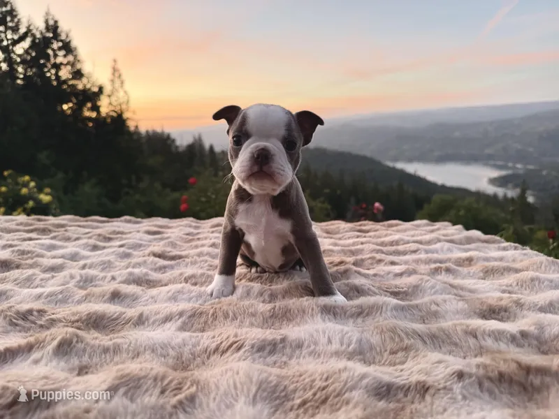 Lilac girl – Boston Terrier puppy for sale in Oroville, CA