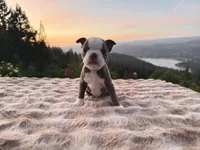 Lilac girl, a female Boston Terrier for sale in Oroville, CA – Photo 1 of 4