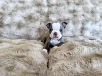 Lilac girl, a female Boston Terrier for sale in Oroville, CA – Photo 4 of 4