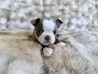 Lilac girl, a female Boston Terrier for sale in Oroville, CA – Photo 3 of 4