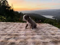 Lilac girl, a female Boston Terrier for sale in Oroville, CA – Photo 2 of 4