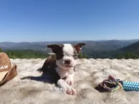 Hershey BlueEye, a male Boston Terrier for sale in Oroville, CA – 6 of 8