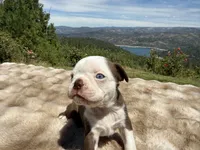 Blue Eye Boy, a male Boston Terrier for sale in Oroville, CA – 2 of 8