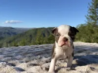 Reeses, a male Boston Terrier for sale in Oroville, CA – 2 of 3