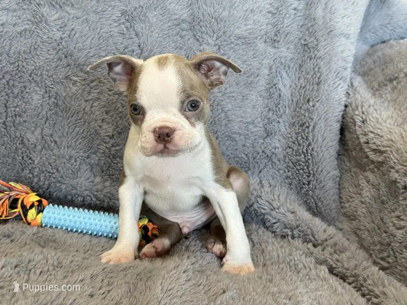 Lilac  boy – Boston Terrier puppy for sale in Oroville, CA