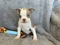 Lilac  boy, a male Boston Terrier for sale in Oroville, CA – 4 of 5