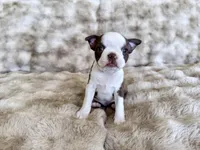 Chocolate girl , a female Boston Terrier for sale in Oroville, CA – Photo 2 of 5