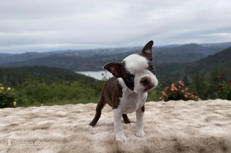 Chocolate girl  – Boston Terrier puppy for sale in Oroville, CA