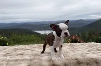 Tiny girl , a female Boston Terrier for sale in Oroville, CA – Photo 2 of 9