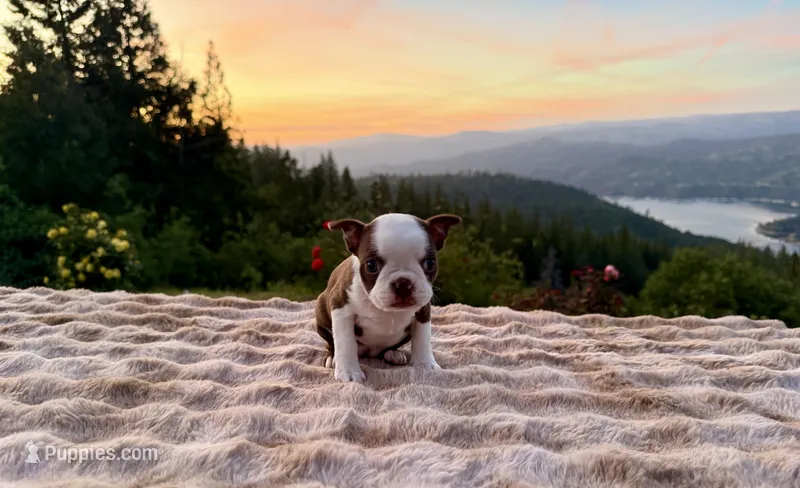 Chocolate girl  – Boston Terrier puppy for sale in Oroville, CA