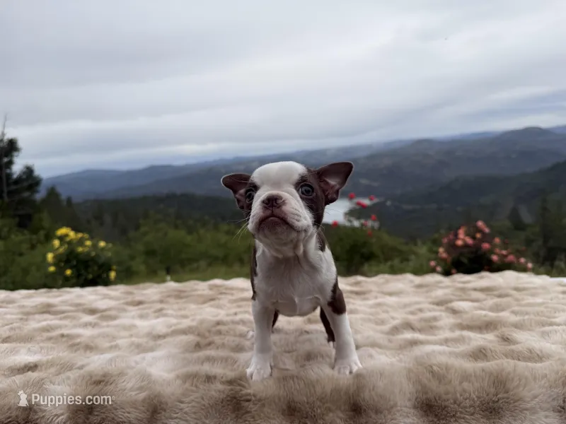 Tiny girl  – Boston Terrier puppy for sale in Oroville, CA