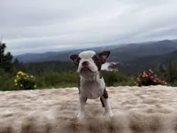 Tiny girl , a female Boston Terrier for sale in Oroville, CA – Photo 4 of 9