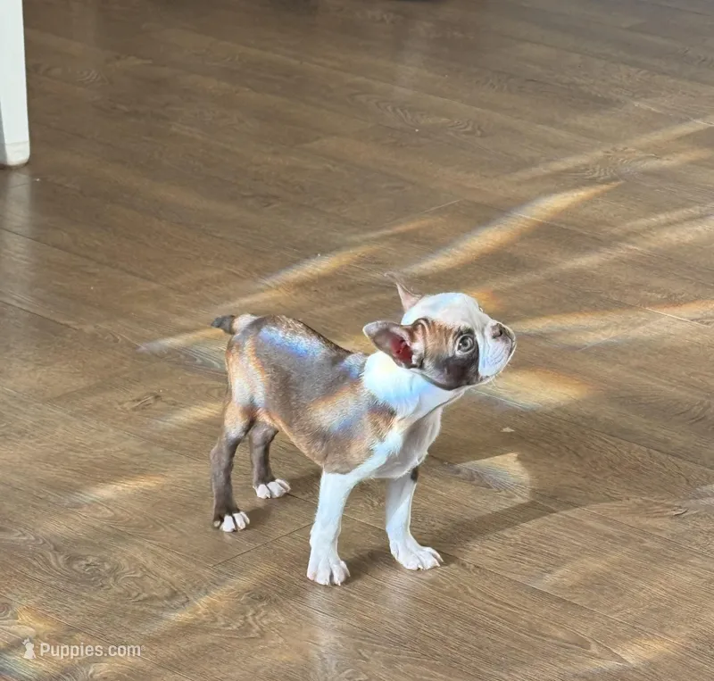 Tiny girl  – Boston Terrier puppy for sale in Oroville, CA