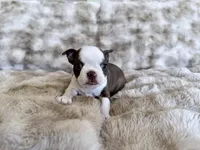 Chocolate girl , a female Boston Terrier for sale in Oroville, CA – Photo 4 of 5
