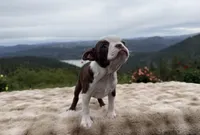 Tiny girl , a female Boston Terrier for sale in Oroville, CA – Photo 3 of 9