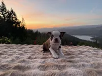 Chocolate girl , a female Boston Terrier for sale in Oroville, CA – Photo 3 of 5