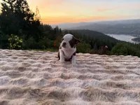 Chocolate girl , a female Boston Terrier for sale in Oroville, CA – Photo 5 of 5