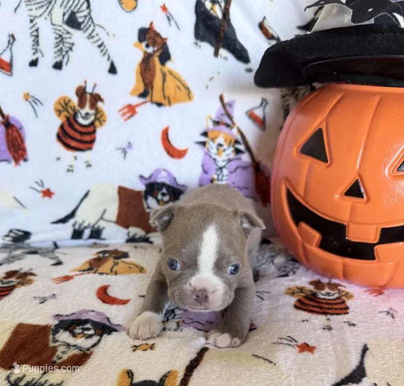 Bones – Boston Terrier puppy for sale in Oroville, CA