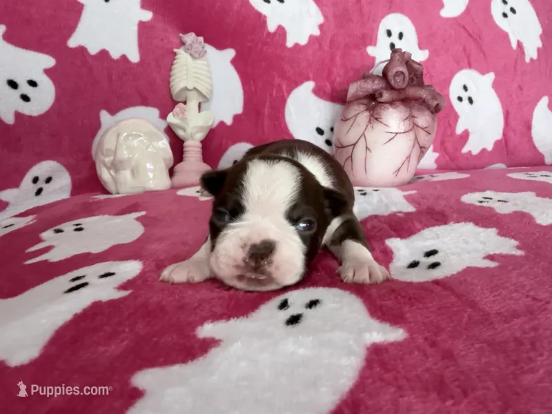 Salem – Boston Terrier puppy for sale in Oroville, CA
