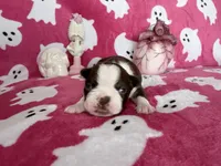 Salem, a female Boston Terrier for sale in Oroville, CA – 1 of 1