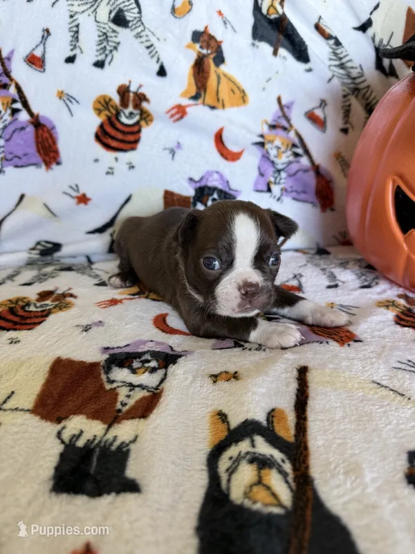 Batty – Boston Terrier puppy for sale in Oroville, CA
