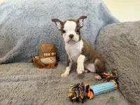Chocolate girl, a female Boston Terrier for sale in Oroville, CA – 2 of 7