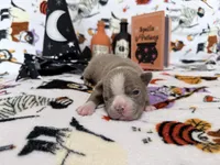 Bones, a male Boston Terrier for sale in Oroville, CA – 1 of 2