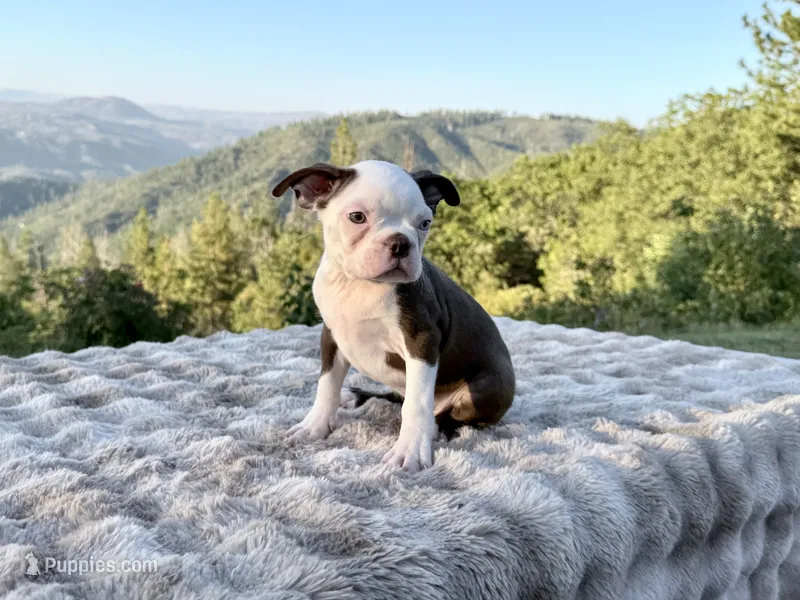 Blue Eye Boy – Boston Terrier puppy for sale in Oroville, CA