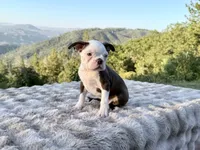 Blue Eye Boy, a male Boston Terrier for sale in Oroville, CA – 1 of 8