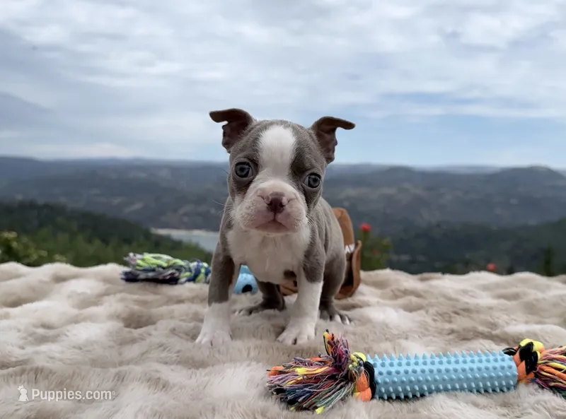 Lavender – Boston Terrier puppy for sale in Oroville, CA