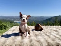 Chocolate girl, a female Boston Terrier for sale in Oroville, CA – 6 of 7