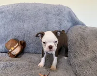 Blue Eye Boy, a male Boston Terrier for sale in Oroville, CA – 5 of 8